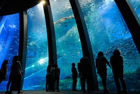 横浜・八景島シーパラダイスで使えるクーポン一覧｜レジャーの割引クーポン ダレモ【おでかけ】