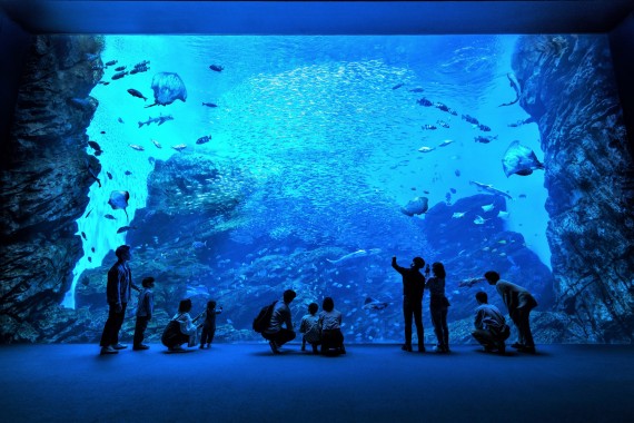 仙台うみの杜水族館で使えるクーポン一覧｜レジャーの割引クーポン ダレモ【おでかけ】