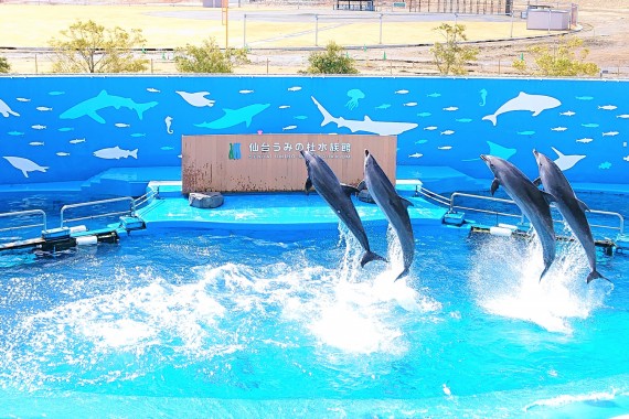 仙台うみの杜水族館で使えるクーポン一覧｜レジャーの割引クーポン ダレモ【おでかけ】