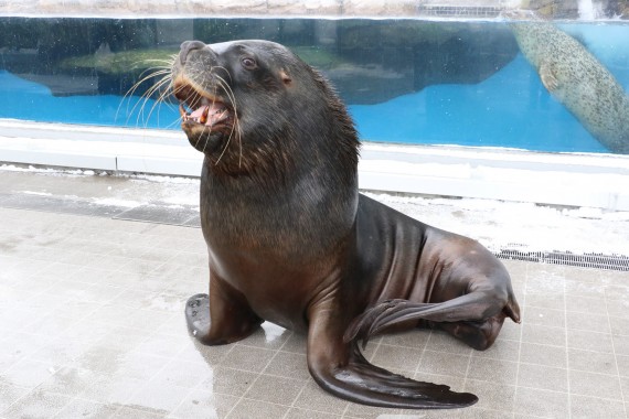 仙台うみの杜水族館で使えるクーポン一覧｜レジャーの割引クーポン ダレモ【おでかけ】