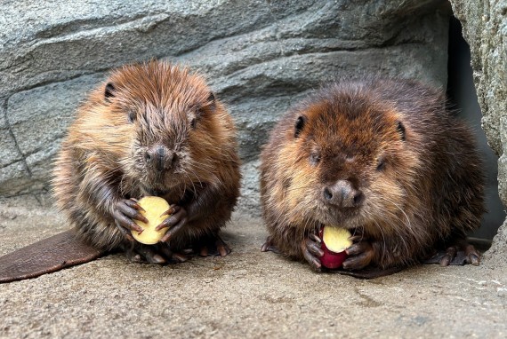 仙台うみの杜水族館で使えるクーポン一覧｜レジャーの割引クーポン ダレモ【おでかけ】