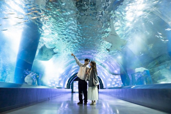 マクセル アクアパーク品川で使えるクーポン一覧｜レジャーの割引クーポン ダレモ【おでかけ】