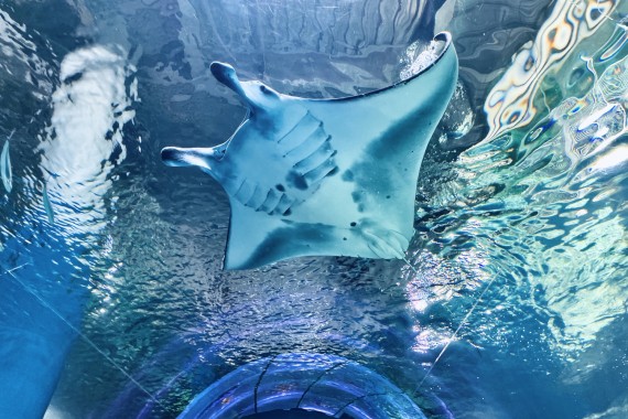 マクセル アクアパーク品川で使えるクーポン一覧｜レジャーの割引クーポン ダレモ【おでかけ】