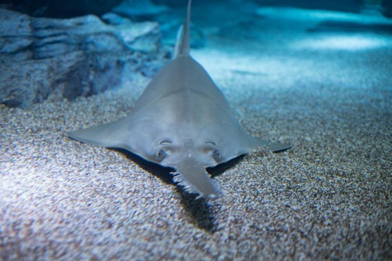 マクセル アクアパーク品川で使えるクーポン一覧｜レジャーの割引クーポン ダレモ【おでかけ】