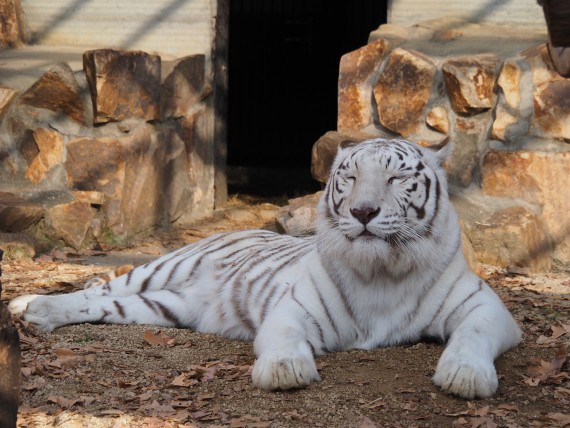 池田動物園で使えるクーポン一覧｜レジャーの割引クーポン ダレモ【おでかけ】