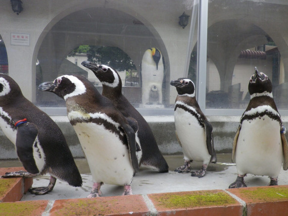 池田動物園で使えるクーポン一覧｜レジャーの割引クーポン ダレモ【おでかけ】