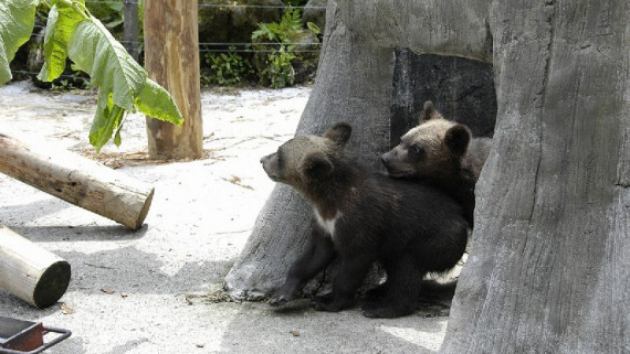 のぼりべつクマ牧場で使えるクーポン一覧｜レジャーの割引クーポン ダレモ【おでかけ】