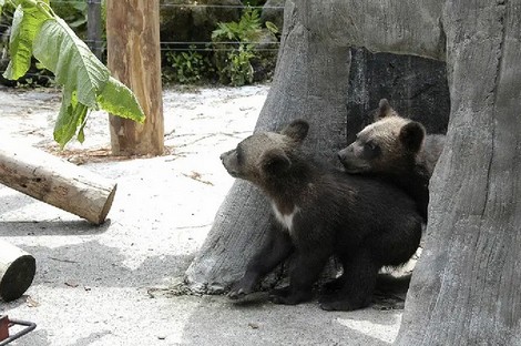 のぼりべつクマ牧場で使えるクーポン一覧｜レジャーの割引クーポン ダレモ【おでかけ】