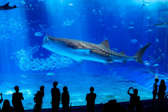 沖縄美ら海水族館で使えるクーポン一覧｜レジャーの割引クーポン ダレモ【おでかけ】