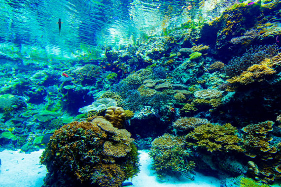 沖縄美ら海水族館で使えるクーポン一覧｜レジャーの割引クーポン ダレモ【おでかけ】