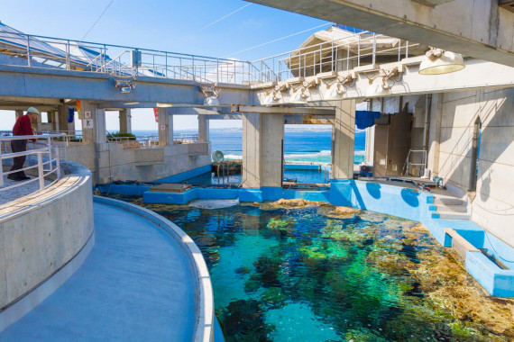 沖縄美ら海水族館で使えるクーポン一覧｜レジャーの割引クーポン ダレモ【おでかけ】