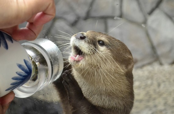 箱根園水族館で使えるクーポン一覧｜レジャーの割引クーポン ダレモ【おでかけ】