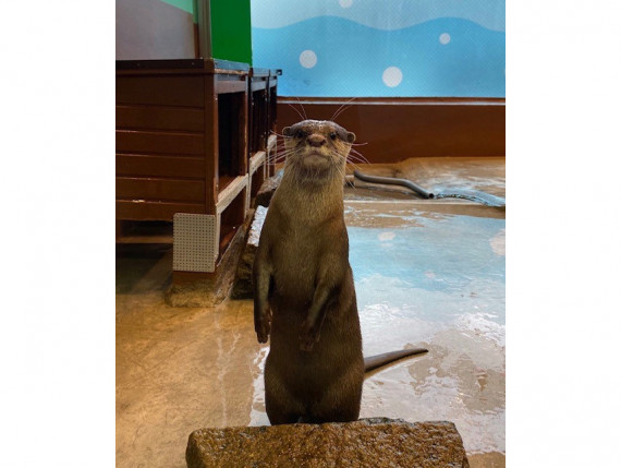 箱根園水族館で使えるクーポン一覧｜レジャーの割引クーポン ダレモ【おでかけ】