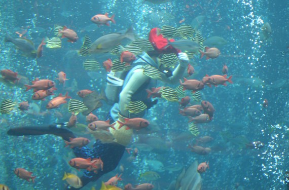 箱根園水族館で使えるクーポン一覧｜レジャーの割引クーポン ダレモ【おでかけ】