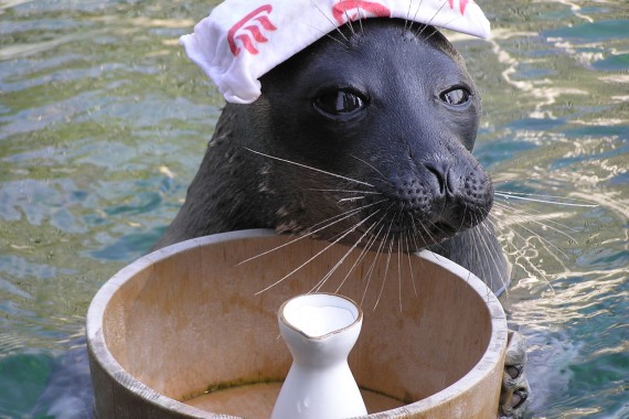 箱根園水族館で使えるクーポン一覧｜レジャーの割引クーポン ダレモ【おでかけ】