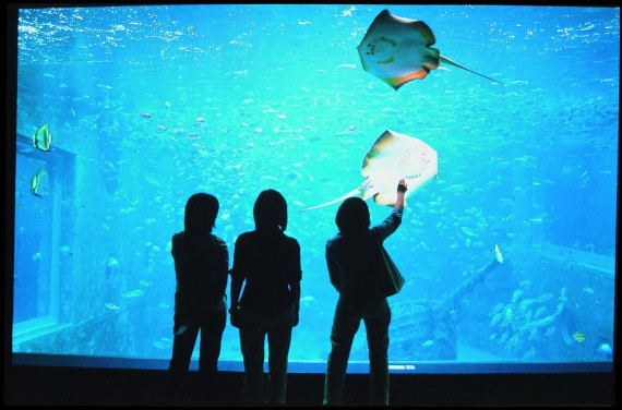 箱根園水族館で使えるクーポン一覧｜レジャーの割引クーポン ダレモ【おでかけ】