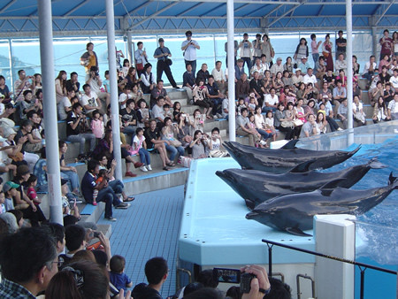 越前松島水族館で使えるクーポン一覧｜レジャーの割引クーポン ダレモ【おでかけ】