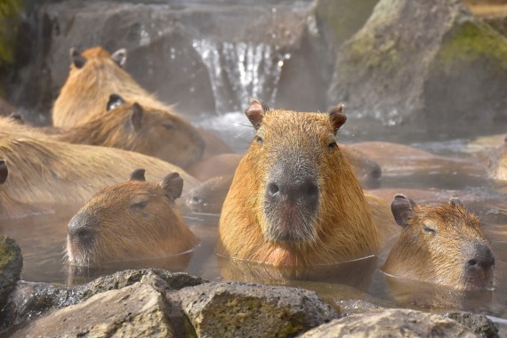 伊豆シャボテン動物公園で使えるクーポン一覧｜レジャーの割引クーポン ダレモ【おでかけ】