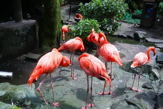 伊豆シャボテン動物公園で使えるクーポン一覧｜レジャーの割引クーポン ダレモ【おでかけ】
