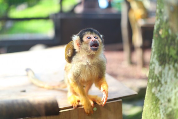 伊豆シャボテン動物公園で使えるクーポン一覧｜レジャーの割引クーポン ダレモ【おでかけ】
