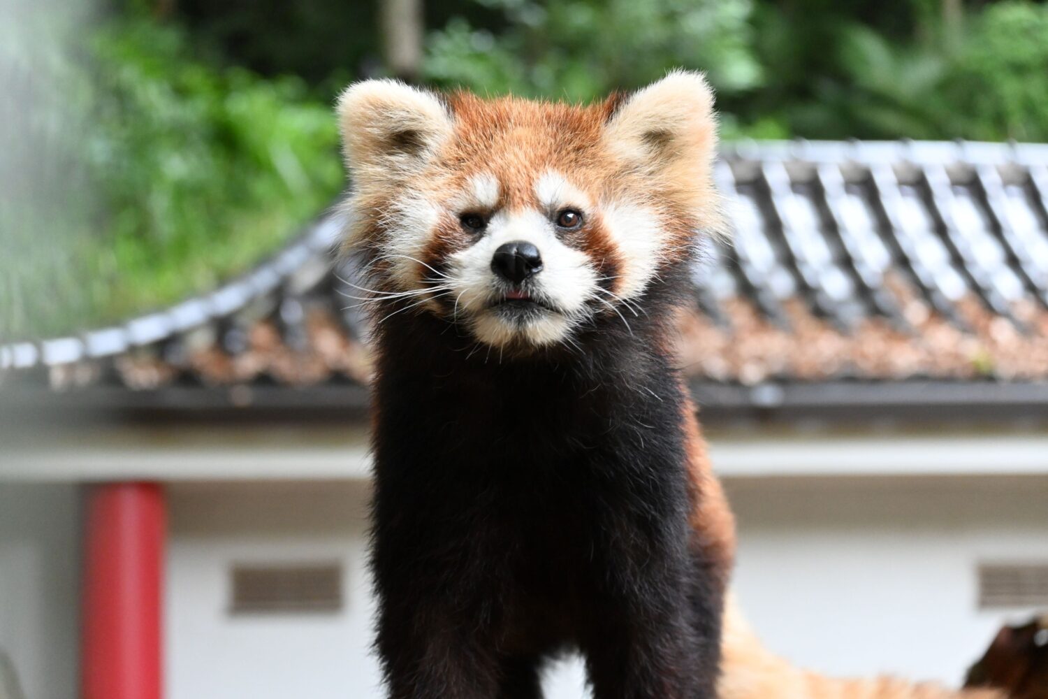 秋の餌やり体験マシマシサンデー！')