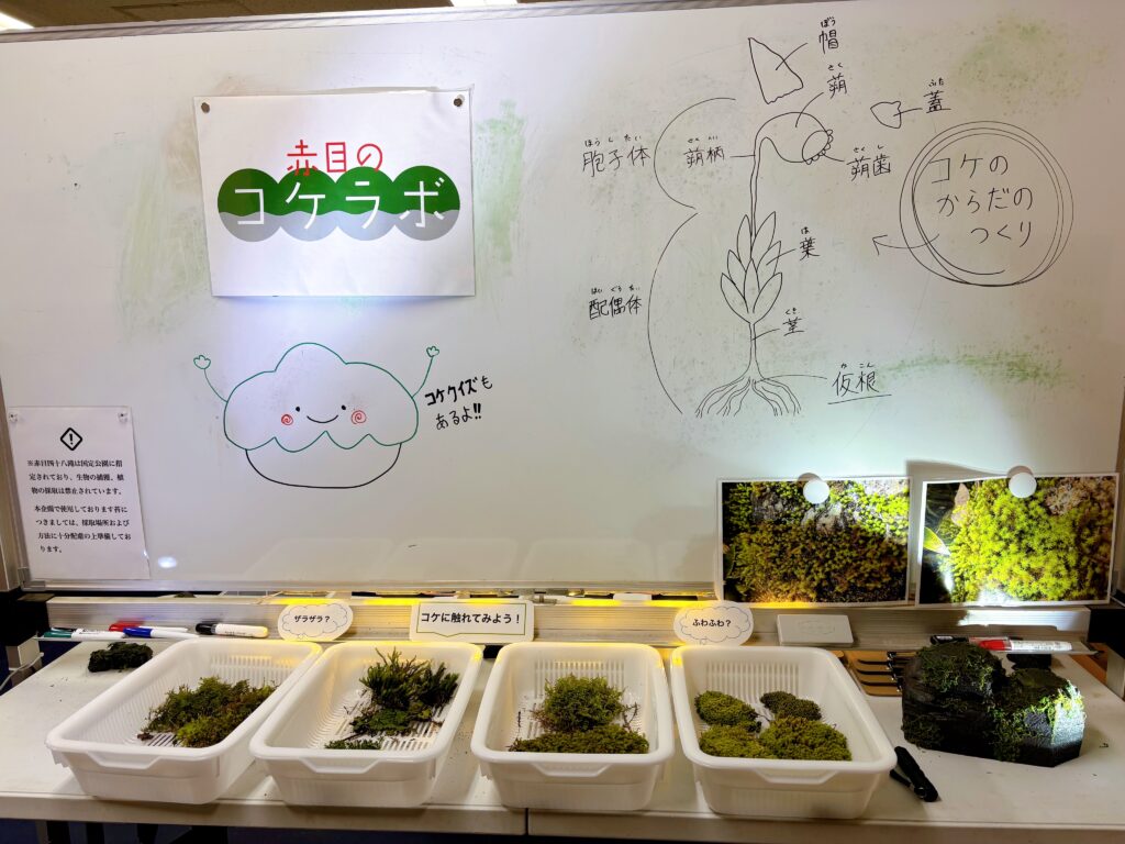 期間限定コケ展「赤目のコケラボ」開催中♪')