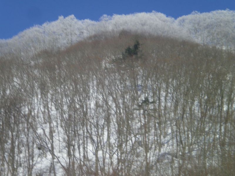 朝数センチの積雪