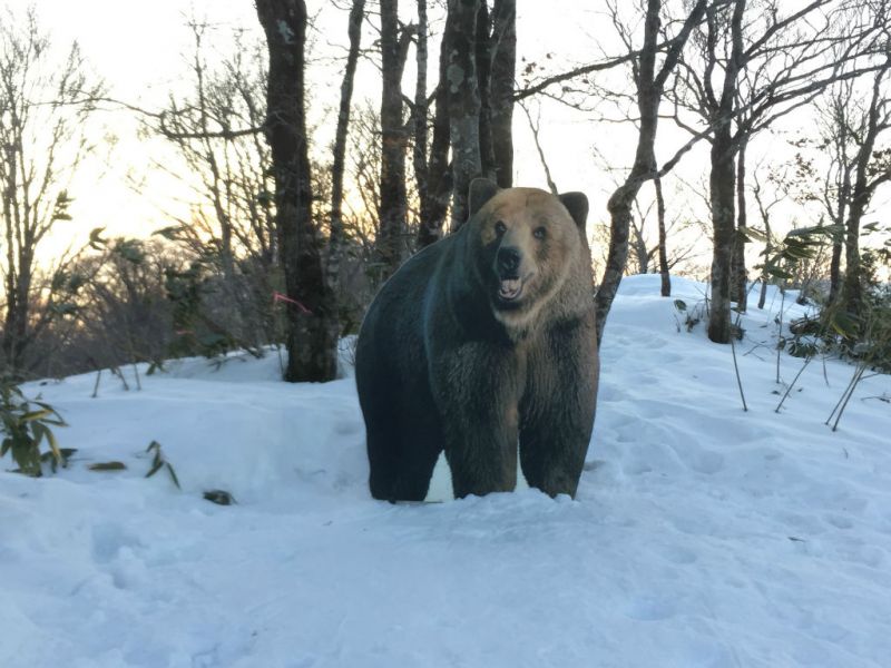 クマが出たぁ～