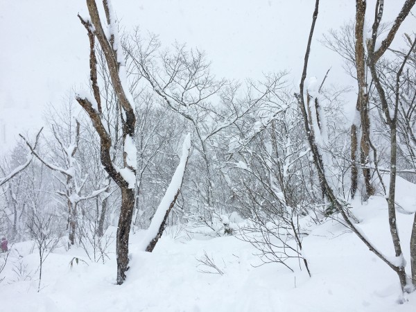 毎年行きます