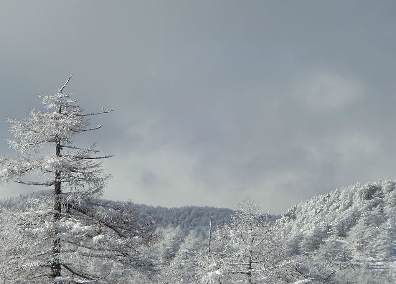 雪質良いです。